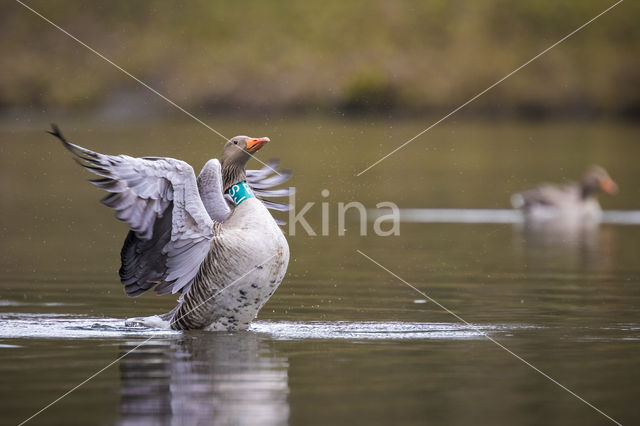 Grauwe Gans (Anser anser)