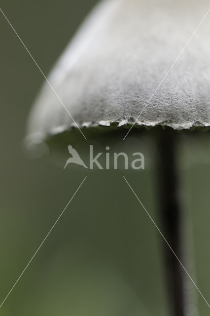 Grauwe vlekplaat (Panaeolus fimicola)