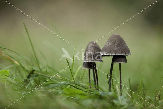 Grauwe vlekplaat (Panaeolus fimicola)