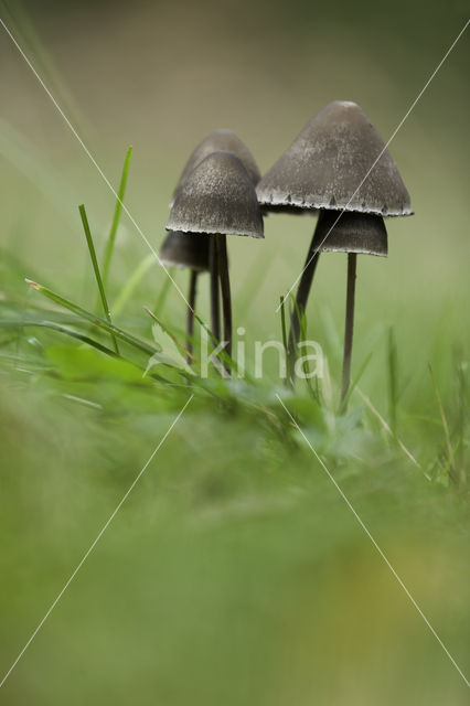 Grauwe vlekplaat (Panaeolus fimicola)