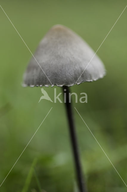 Turf Mottlegill (Panaeolus fimicola)