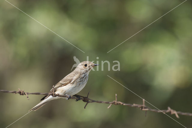 Grauwe Vliegenvanger (Muscicapa striata)