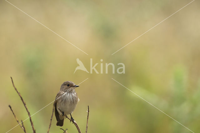 Grauwe Vliegenvanger (Muscicapa striata)