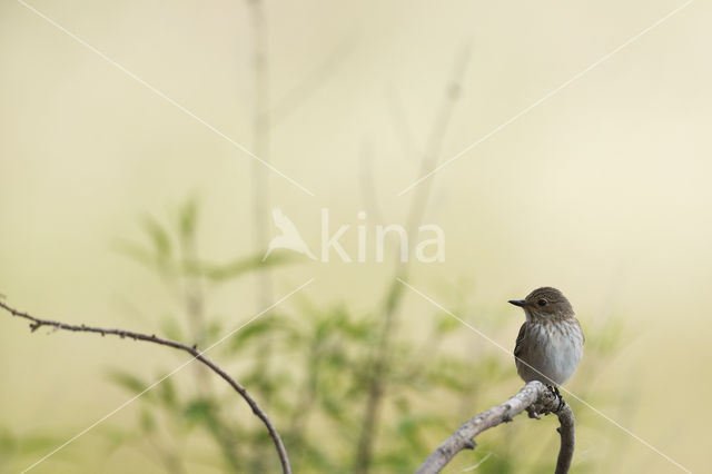 Spotted Flycatcher (Muscicapa striata)