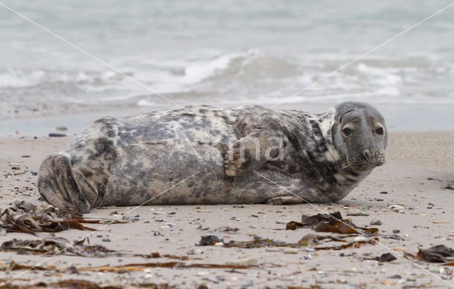 Grey Seal (Halichoerus grypus)