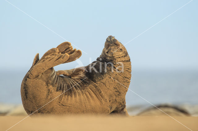 Grijze zeehond