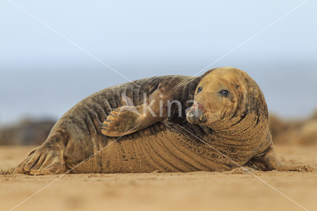 Grijze zeehond