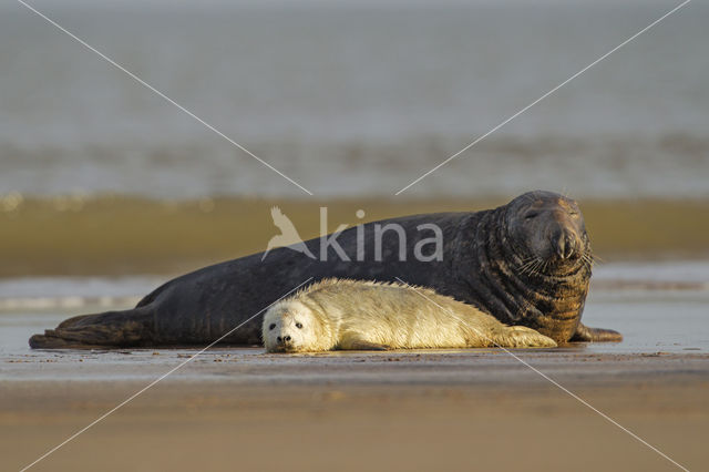Grey Seal (Halichoerus grypus)