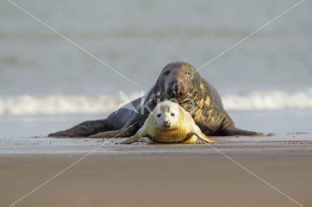 Grey Seal (Halichoerus grypus)