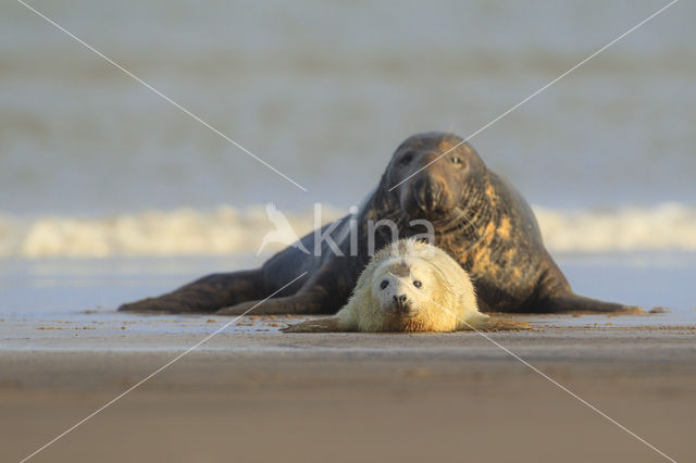 Grey Seal (Halichoerus grypus)