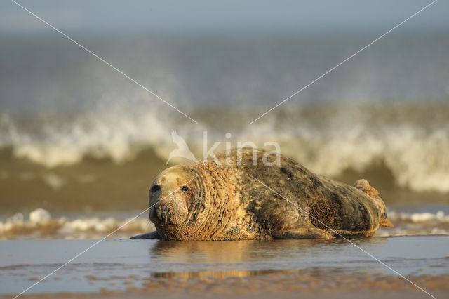 Grey Seal (Halichoerus grypus)