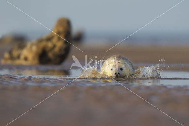 Grey Seal (Halichoerus grypus)