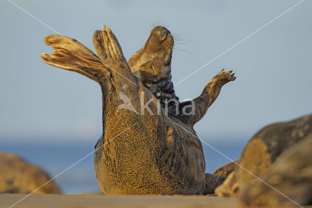 Grijze zeehond