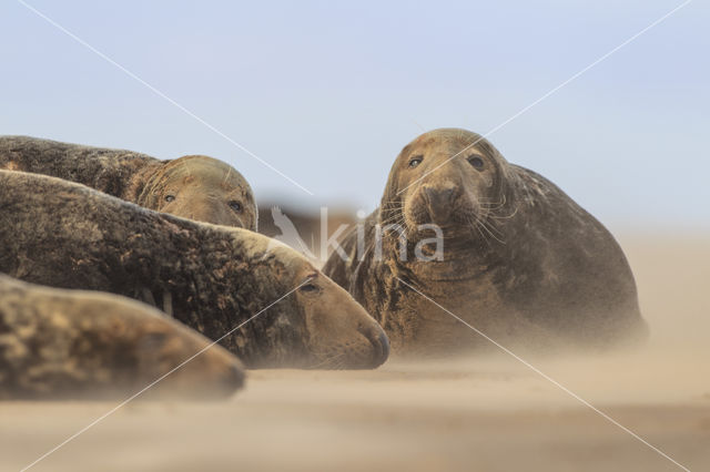 Grey Seal (Halichoerus grypus)