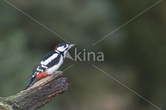 Great Spotted Woodpecker (Dendrocopos major)