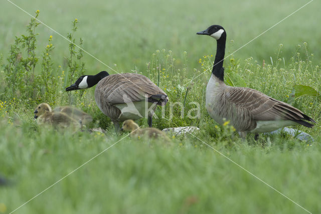 Canada Goose (Branta Canadensis)