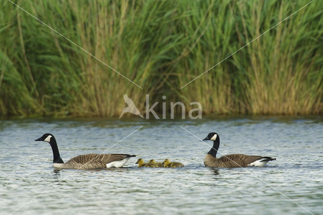 Canada Goose (Branta Canadensis)