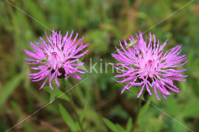 Greater Knapweed (Centaurea scabiosa)