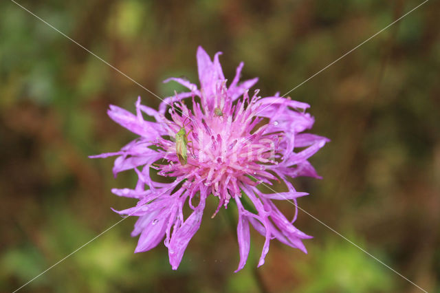 Greater Knapweed (Centaurea scabiosa)