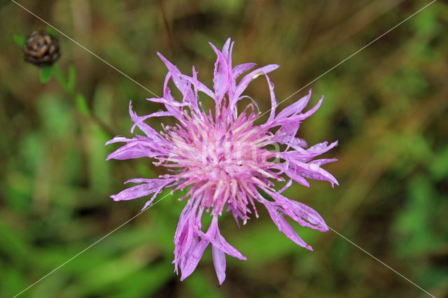 Grote centaurie (Centaurea scabiosa)