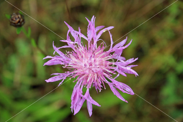 Greater Knapweed (Centaurea scabiosa)