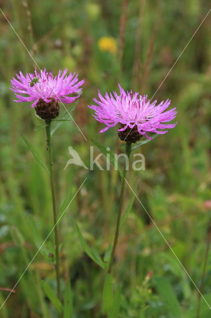 Greater Knapweed (Centaurea scabiosa)