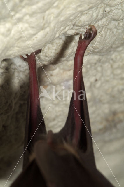 Greater Horseshoe Bat (Rhinolophus ferrumequinum)