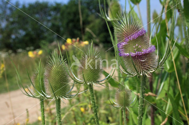 Teasel (Dipsacus fullonum)