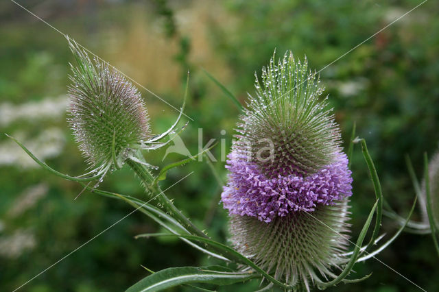 Grote kaardebol (Dipsacus fullonum)