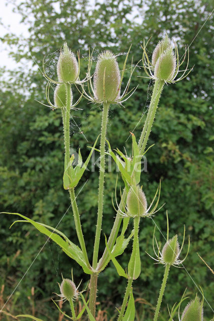 Grote kaardebol (Dipsacus fullonum)