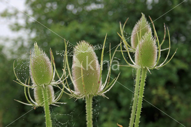 Grote kaardebol (Dipsacus fullonum)