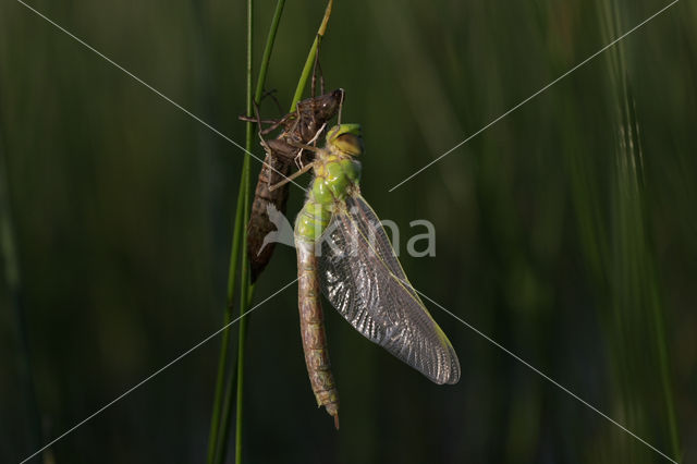 Grote keizerlibel (Anax imperator)