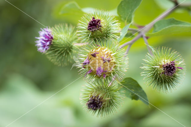 Greater Burdock (Arctium lappa)