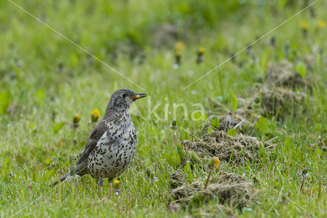 Grote Lijster (Turdus viscivorus)