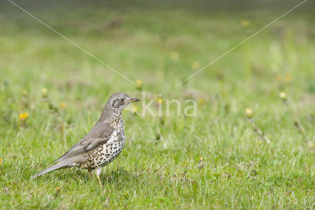 Grote Lijster (Turdus viscivorus)