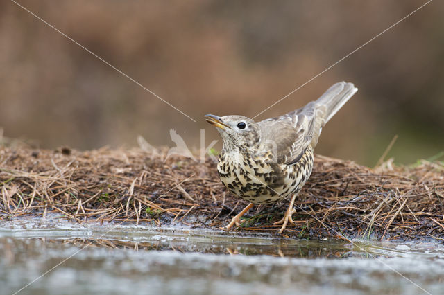 Grote Lijster (Turdus viscivorus)