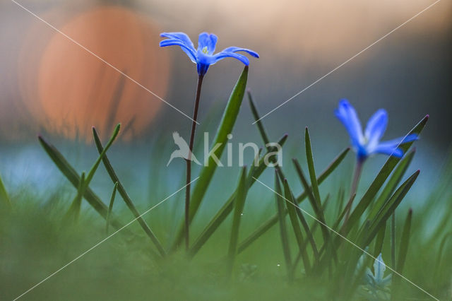 Glory-of-the Snow (Scilla siehei)