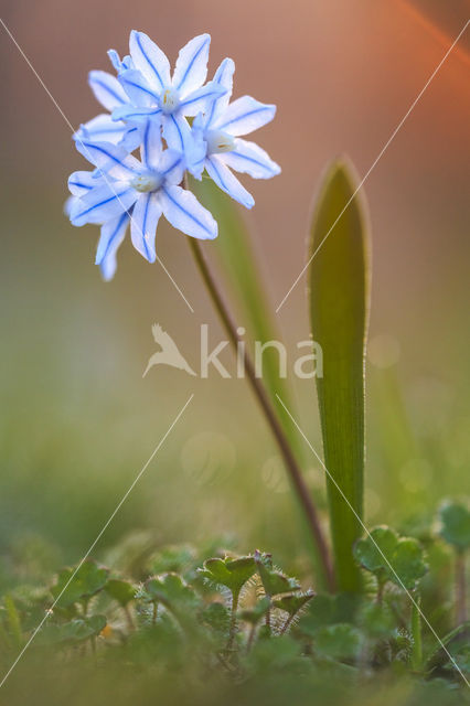 Grote sneeuwroem (Scilla siehei)