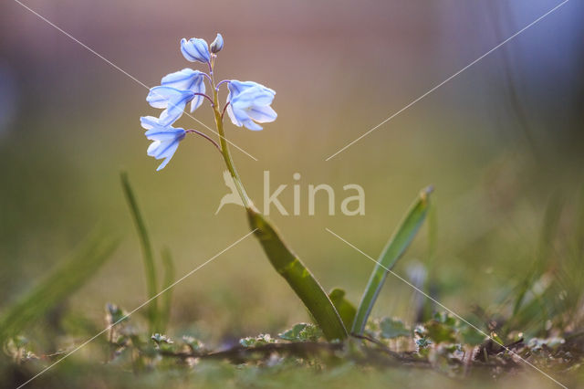 Grote sneeuwroem (Scilla siehei)