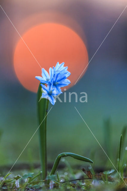 Grote sneeuwroem (Scilla siehei)