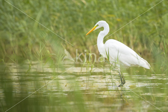 Grote Zilverreiger (Ardea alba)