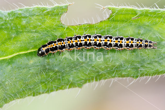 Grote Zwartwitmot (Ethmia bipunctella)