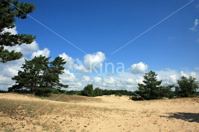 Grove den (Pinus sylvestris)