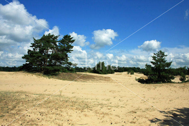 Scots Pine (Pinus sylvestris)