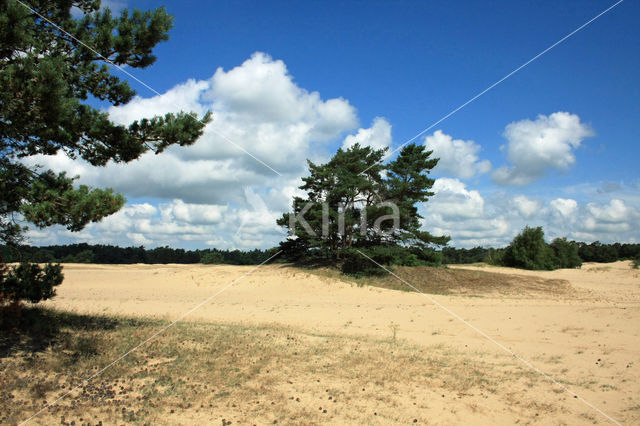 Grove den (Pinus sylvestris)