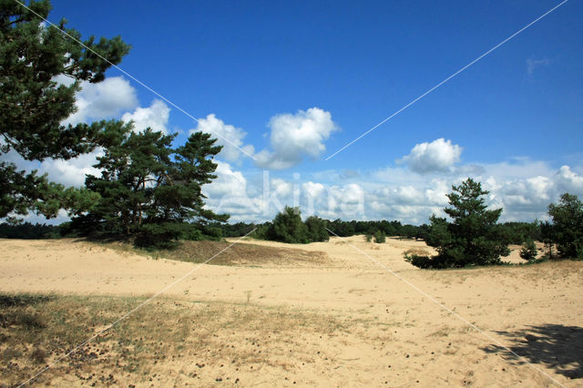 Grove den (Pinus sylvestris)