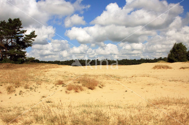 Scots Pine (Pinus sylvestris)