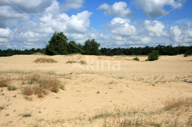 Grove den (Pinus sylvestris)