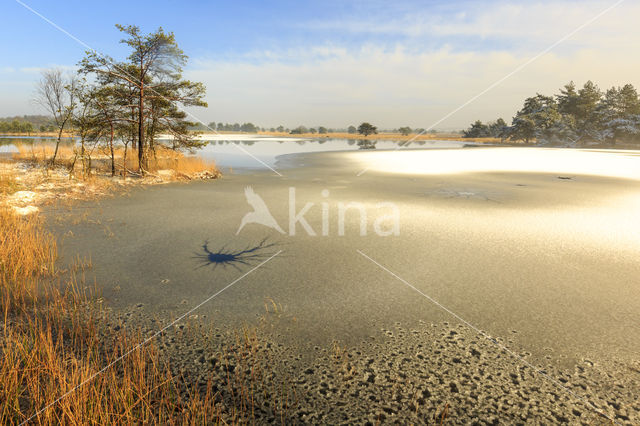 Grove den (Pinus sylvestris)