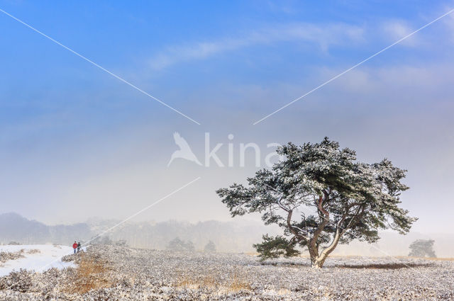 Grove den (Pinus sylvestris)